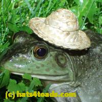 /home//u458753944/public_html/sourcegallery//Frogs/More bullfrogs/P6020094.JPG